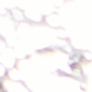 Mary Jane Court Shoe Talita